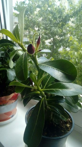 P_20170521_ - Adenium