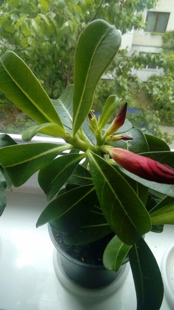 P_20170521_141627_1 - Adenium