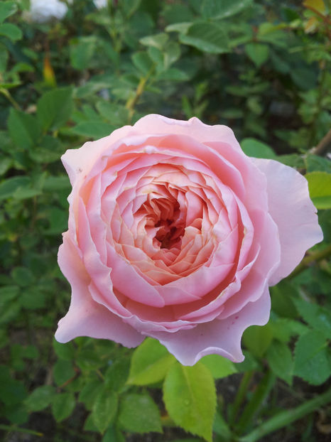  - The Alnwick Rose