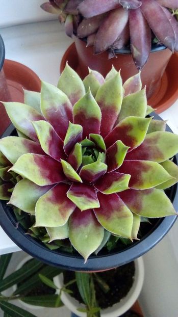 P_20170520_083145_1_BF_p - Cactusi si suculente