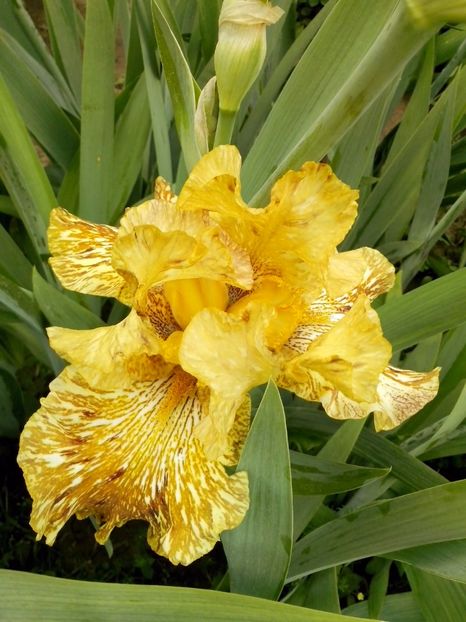 tiger honey - IRISI
