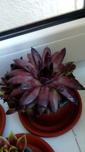 P_20170520_083215_1_BF_p - Cactusi si suculente