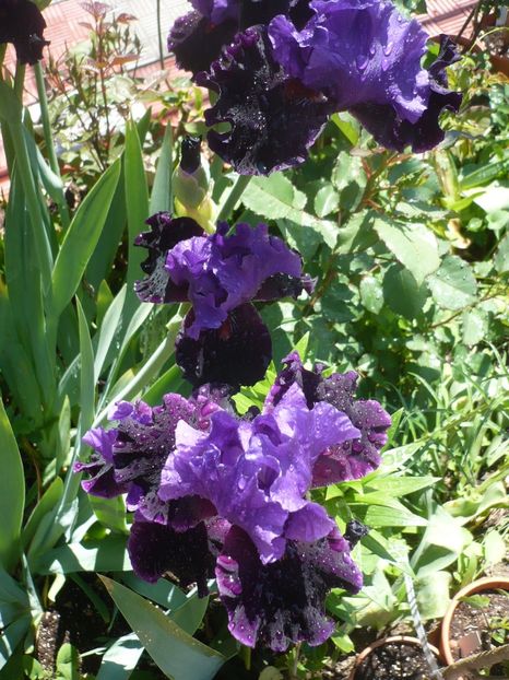 21.05.2017 - GRADINA 2017-1