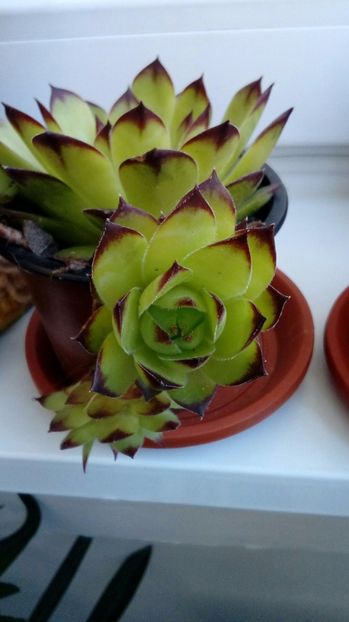 P_20170520_083355_1_BF_p - Cactusi si suculente