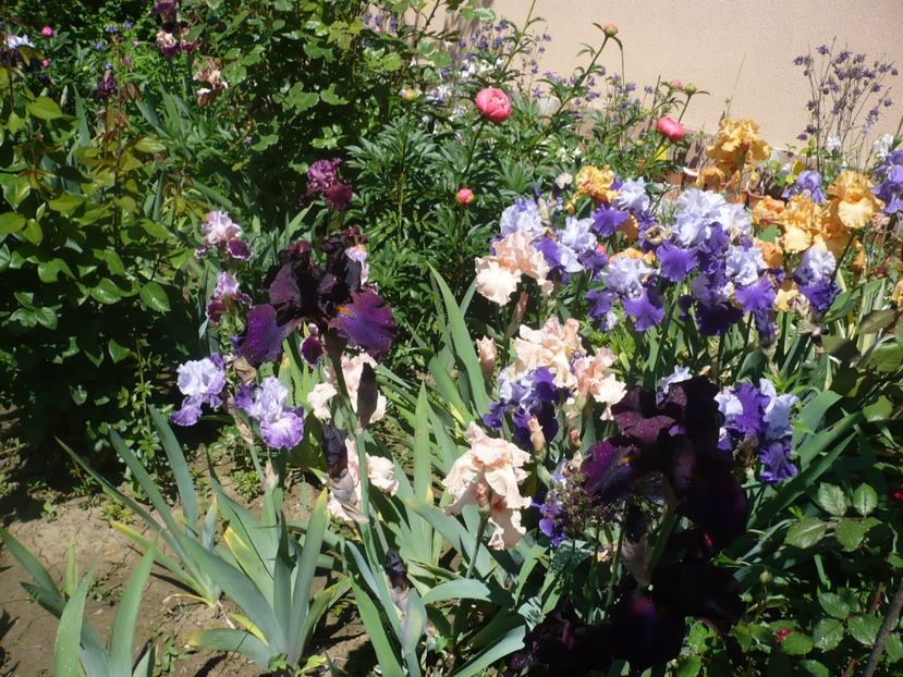 P1320420 - GRADINA 2017-1