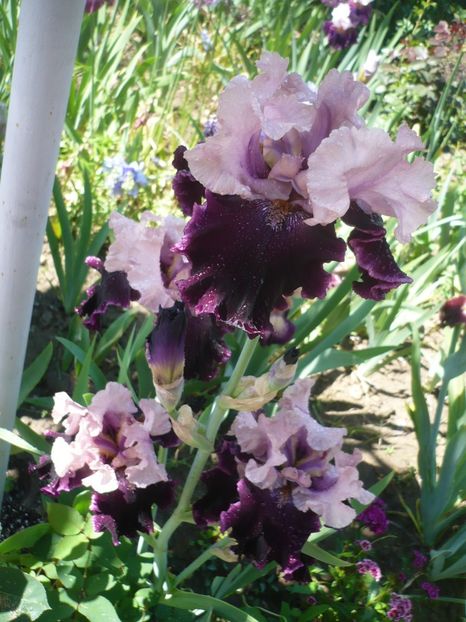 P1320422 - GRADINA 2017-1