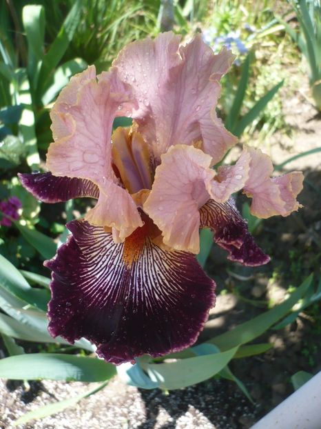 P1320423 - GRADINA 2017-1