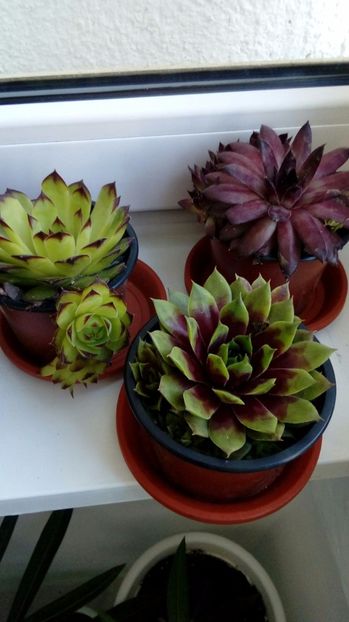 P_20170520_083120_1_BF_p - Cactusi si suculente