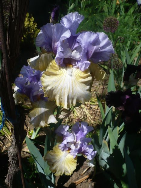 P1320425 - GRADINA 2017-1