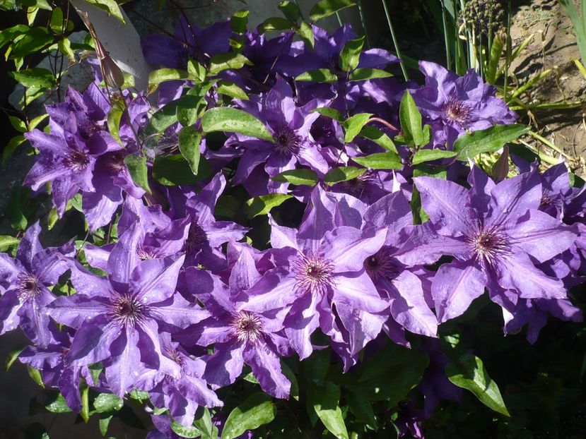 P1320426 - GRADINA 2017-1