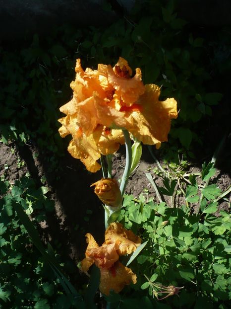 P1320427 - GRADINA 2017-1