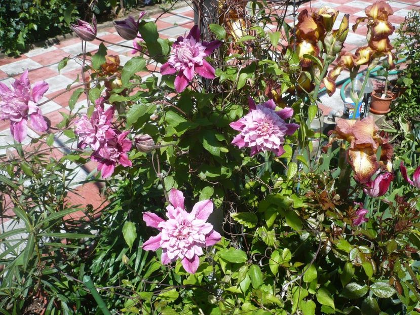 P1320428 - GRADINA 2017-1