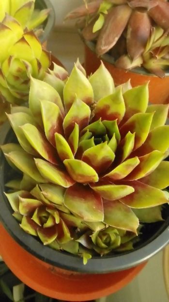 P_20170517_202548_1_p - Cactusi si suculente