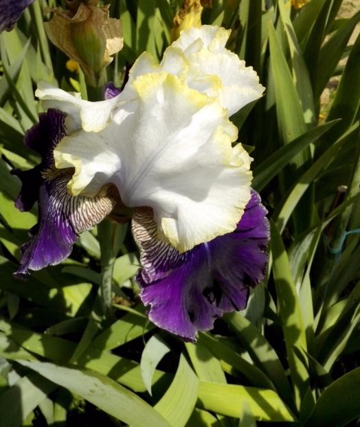 slovak prince - IRISI