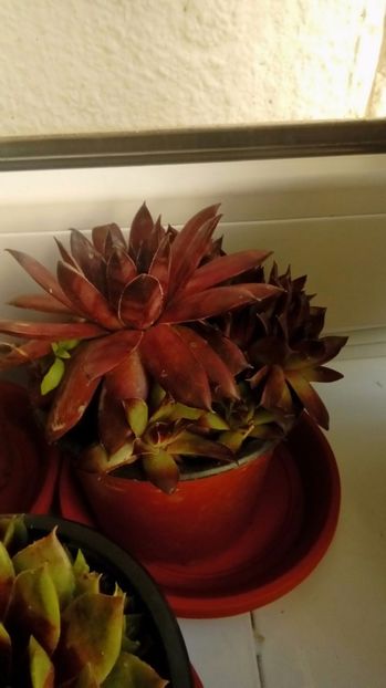 P_20170517_202529_1_p - Cactusi si suculente