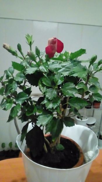 P_20170516_ - Hibiscus