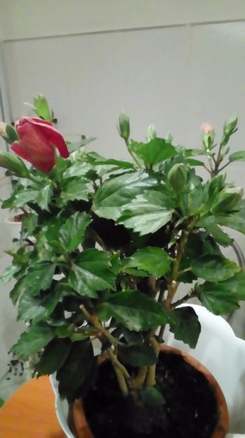 P_20170516_ - Hibiscus