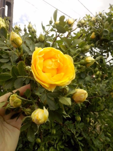 Persian yellow - 0 TRANDAFIRI 2017