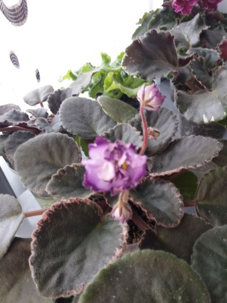 19 mai - ZZ Buckeye Blushing