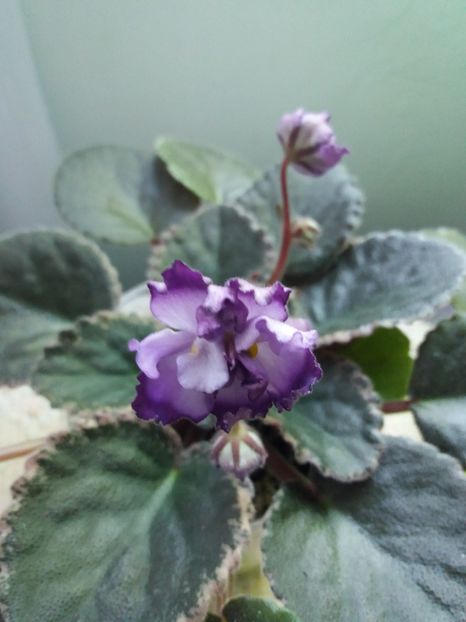 19 mai - ZZ Buckeye Blushing