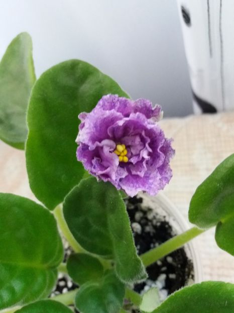 18 mai - ZZ RS Popurri