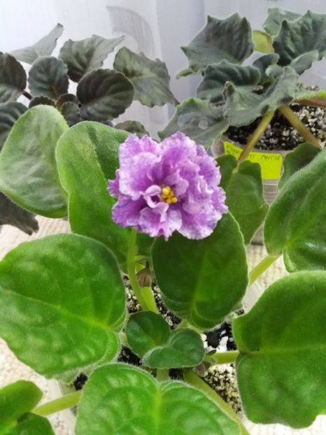 19 mai - ZZ RS Popurri