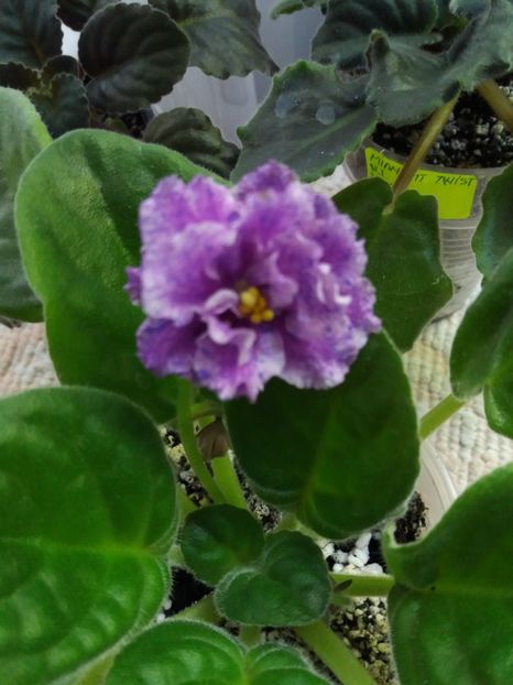 19 mai - ZZ RS Popurri