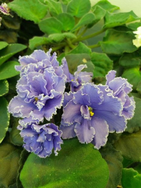 17 mai - ZZ Ruffled Skies