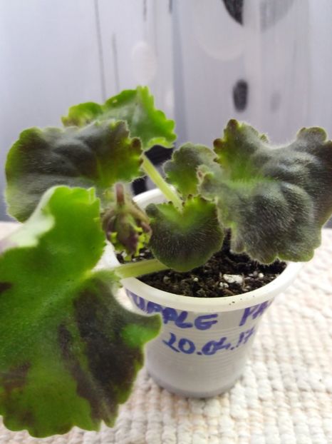 19 mai - Purple Passion Sport