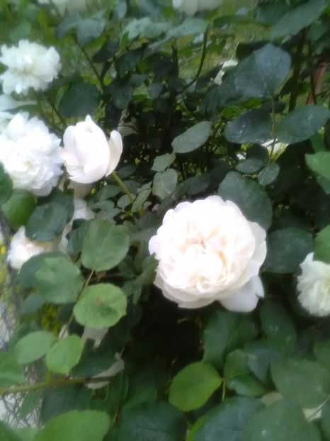  - Winchester Cathedral