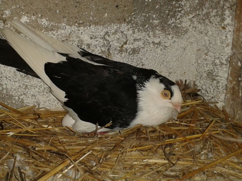  - galateni matca 2017