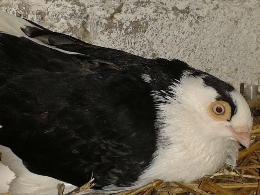  - galateni matca 2017