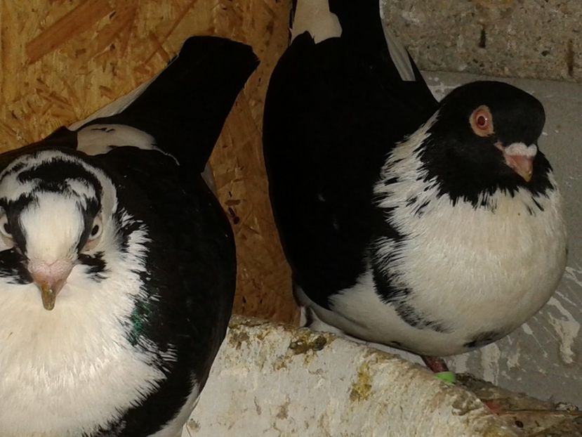  - galateni matca 2017