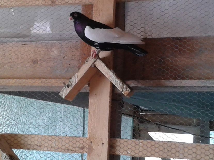  - de vanzare sau schimb