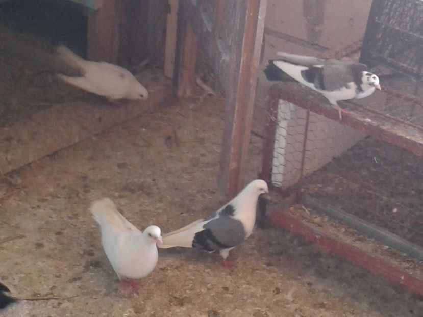  - galateni matca 2017