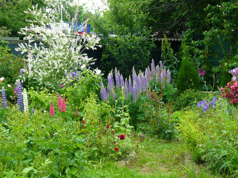 Salcia Hakiro Nishiki si lupini - 2017_Moara Vantului