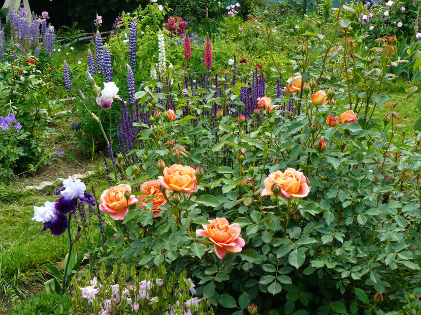 Lady of Shalot - 2017_Moara Vantului