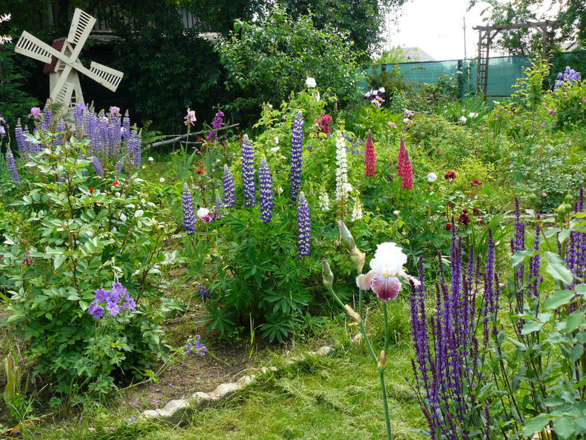 Thundering Ovation si Caradonna - 2017_Moara Vantului