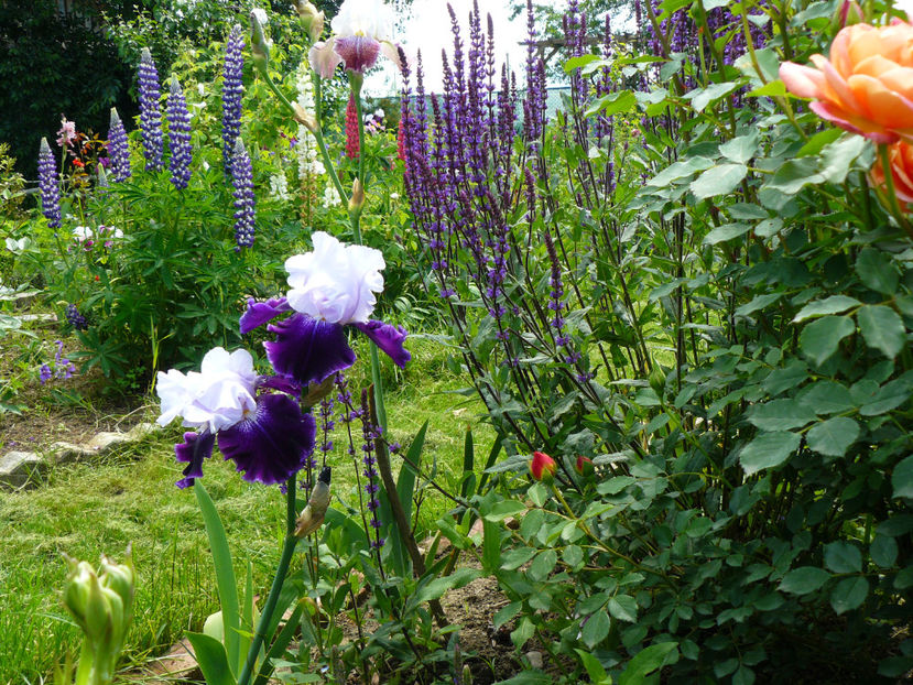 Royal Storm - 2017_Moara Vantului