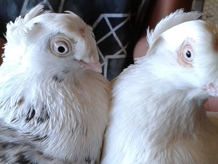  - jucatori de ardeal bimotati si nemotati matca 2017