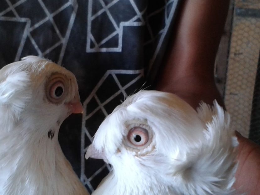  - jucatori de ardeal bimotati si nemotati matca 2017