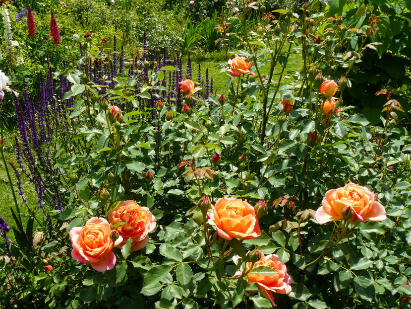 Lady of Shalot si salvia Caradona - 2017_Moara Vantului