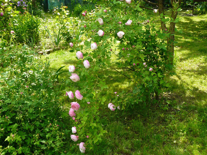 Madame Pierre Oger - 2017_Moara Vantului