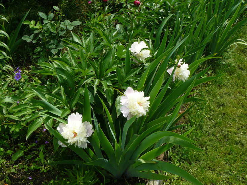 Perfect Toy_ Miha - 2017_Moara Vantului