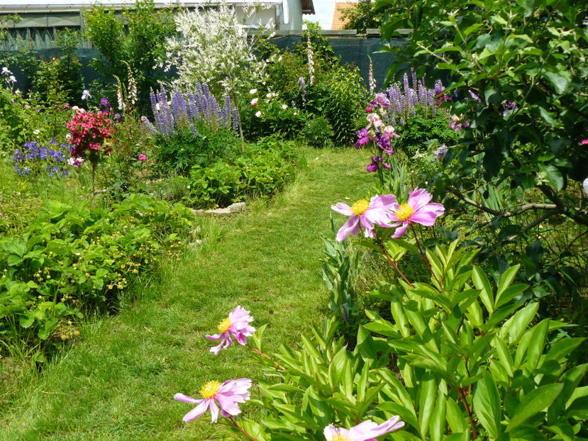 Bujor Clown ...trebuia Bowl of Beauty - 2017_Moara Vantului