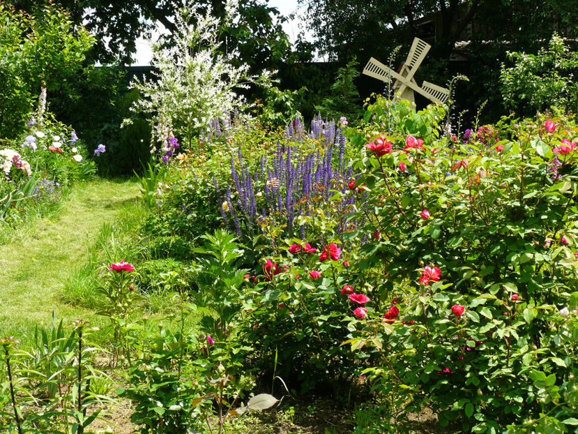 The Dark Lady - 2017_Moara Vantului