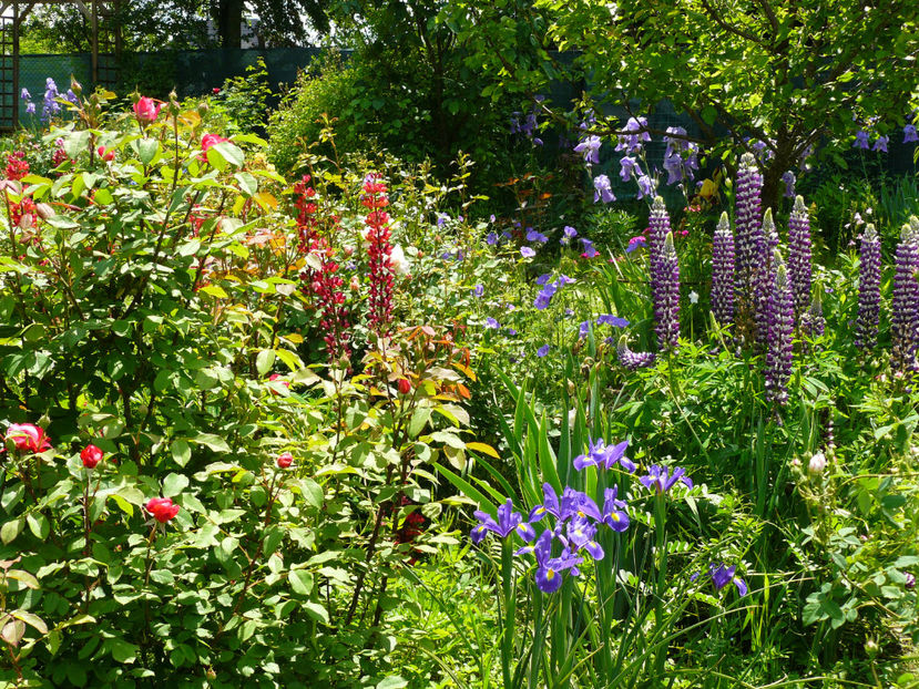 Irisi Blue King - 2017_Moara Vantului