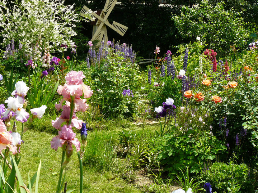 Irisi, trandafiri si salvie - 2017_Moara Vantului