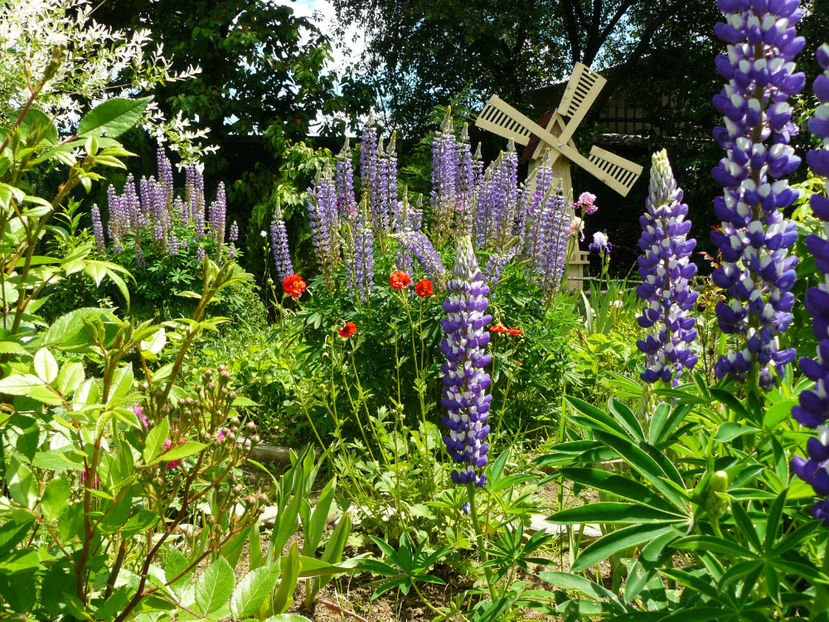 Geum rosu - 2017_Moara Vantului