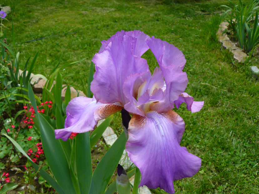 Lorilee - 2017_Moara Vantului